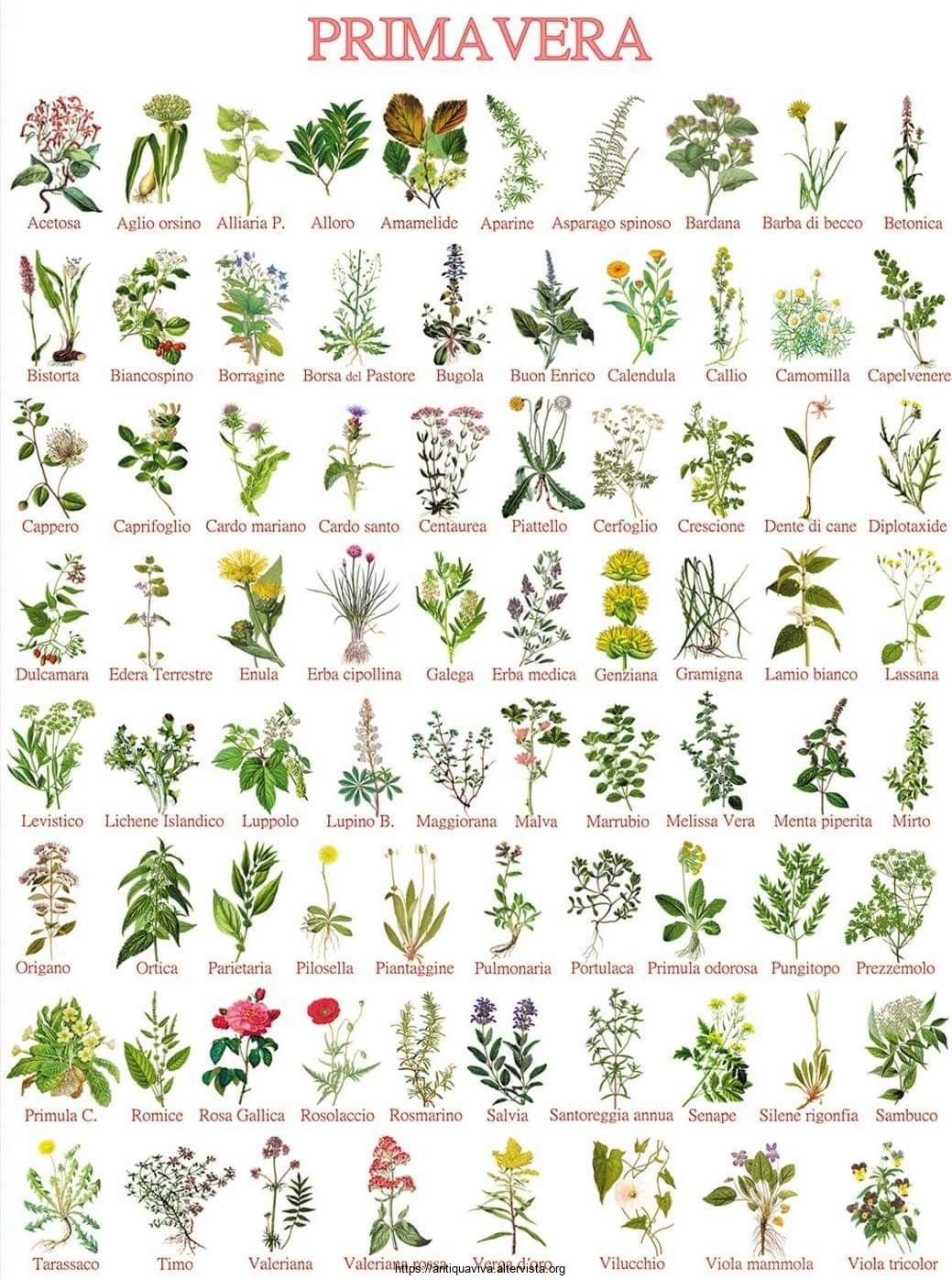 Nepi: Flora - Fiori e erbe selvatiche - Blog di Antiquaviva